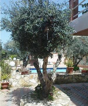 Nea Kydonia Suites & Studios Daratsos Eksteriør billede